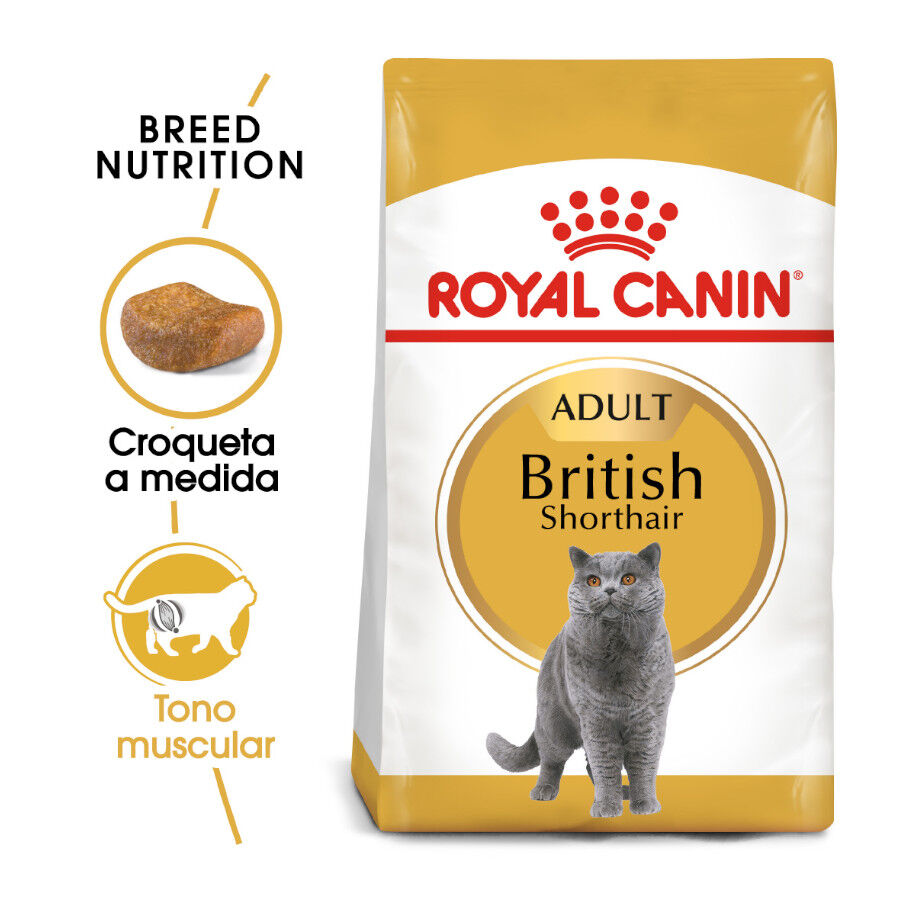 Royal Canin British Shorthair pienso para gato adulto Tiendanimal